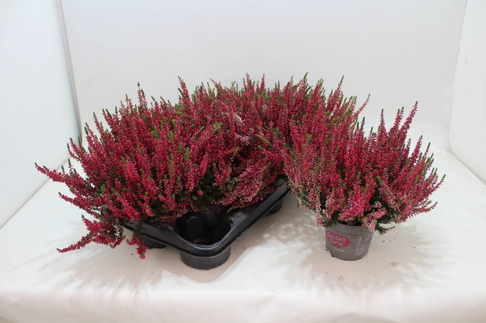 <h4>Calluna vulg. red</h4>