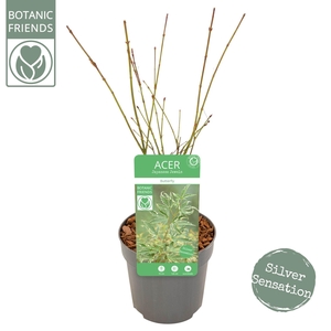 Acer palmatum Butterfly