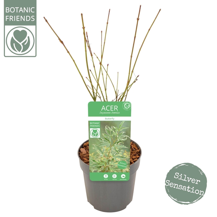 <h4>Acer palmatum Butterfly</h4>