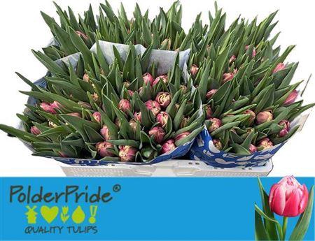 <h4>Tu Du Columbus</h4>