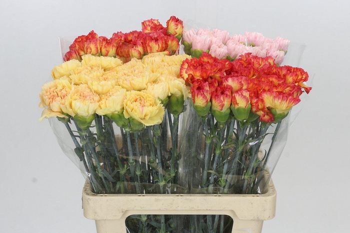 <h4>Dianthus St Mix</h4>