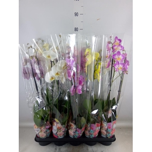 Phalaenopsis   ...