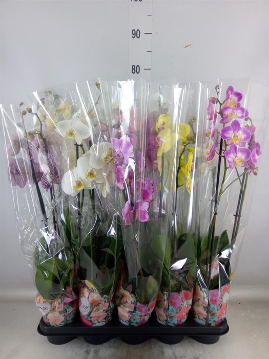 <h4>Phalaenopsis   ...</h4>