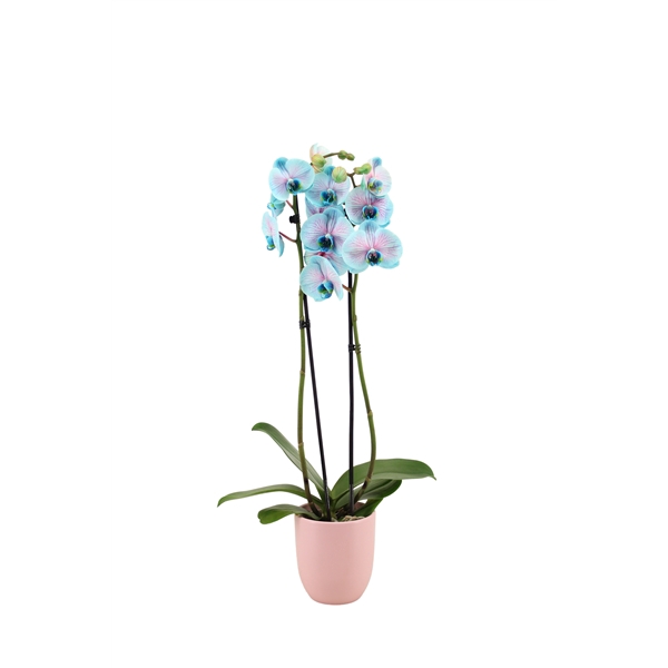 <h4>Hugo Silver Pink Phal I Am Bubblegum 2T14+</h4>