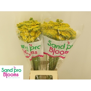 ACHIL F PARK VARIETY