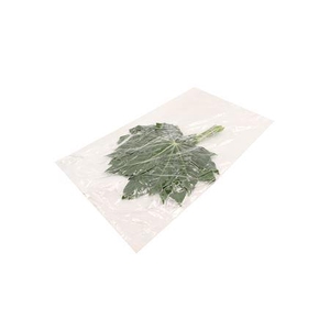 ARALIA SMALL