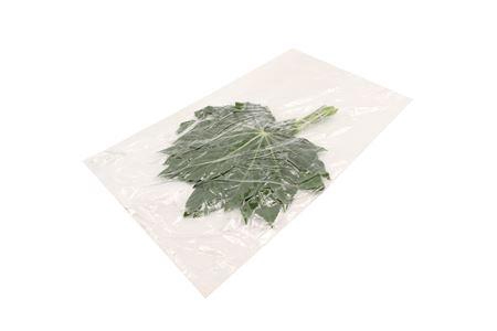 <h4>ARALIA SMALL</h4>