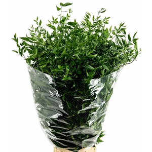 Ruscus aculeatus   ...klein blad