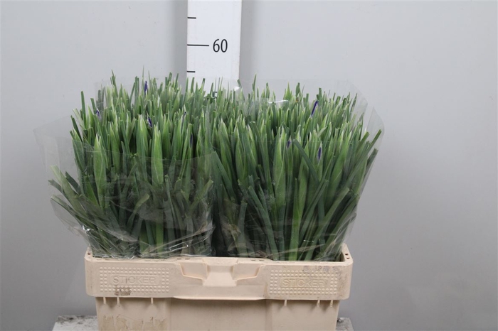 <h4>Iris Blue Magic</h4>