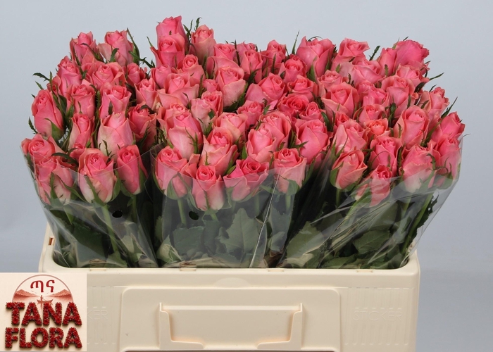 <h4>R GR ACE PINK+</h4>