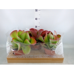 Kalanchoe NF thyrsiflora
