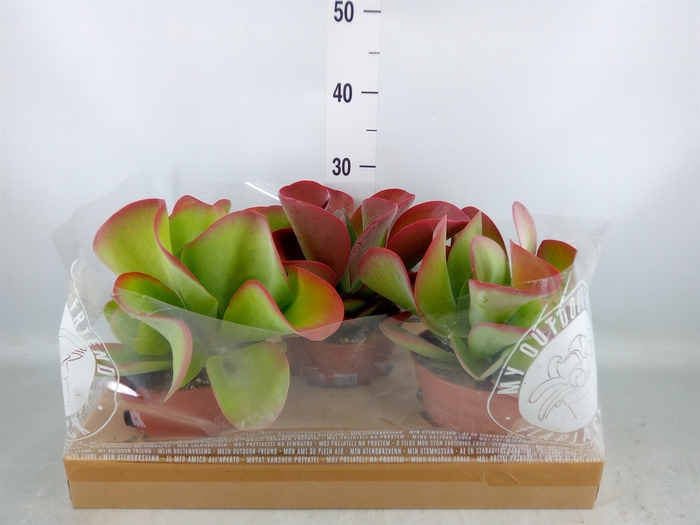 <h4>Kalanchoe NF thyrsiflora</h4>