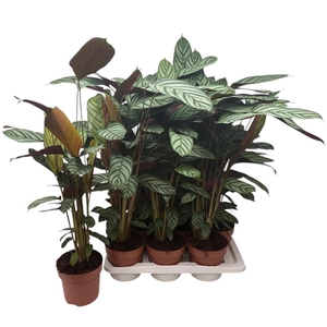 Ctenanthe Compactsta