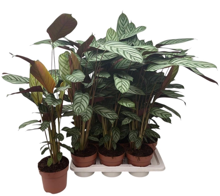 <h4>CTENANTHE COMPACTSTA</h4>