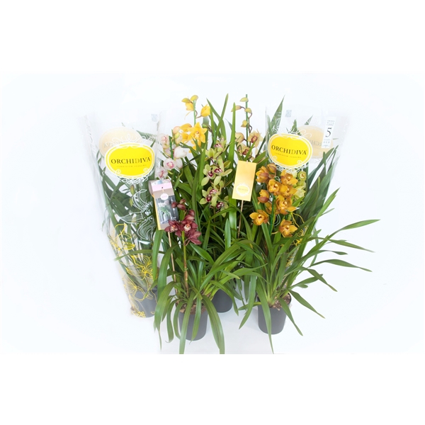 <h4>Cymbidium kleuren mix 1 tak</h4>