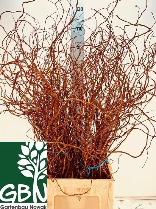 <h4>SALIX OV BS</h4>