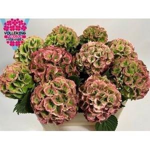 HYDR M CH LOLLYPP CL