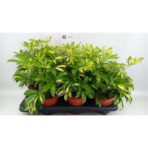 Schefflera arbor. 'Gerda'