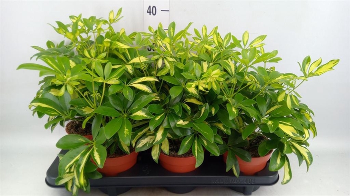 <h4>Schefflera arbor. 'Gerda'</h4>