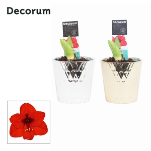 Amaryllis Rood 2 Knop Lovi KERST (Decorum)