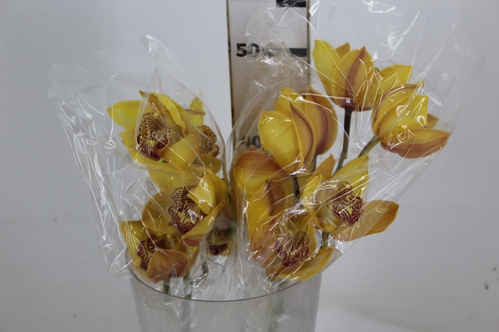<h4>CYMBIDIUM HT 5/9 FLS AMARELO</h4>