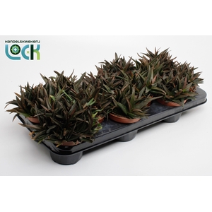 Haworthia Pentagona (Black Gem)