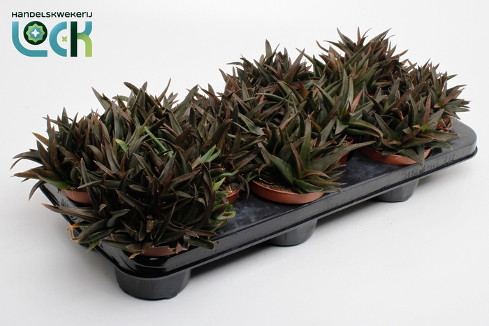 <h4>Haworthia Pentagona (Black Gem)</h4>