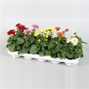 Dahlia Royal gemengd