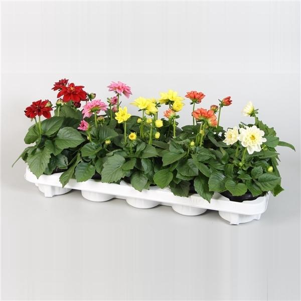 <h4>Dahlia Royal gemengd</h4>