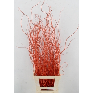 SALIX OV KLB H%