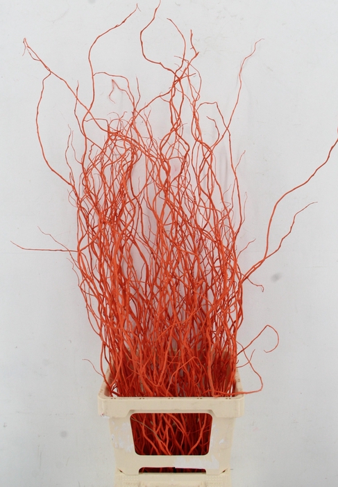 <h4>SALIX OV KLB H%</h4>