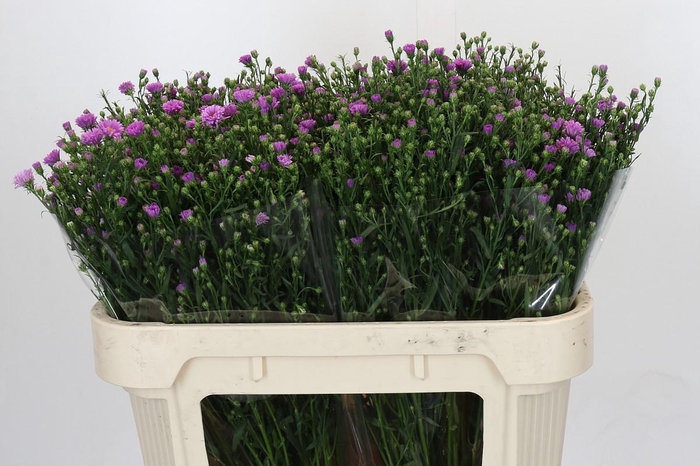 <h4>Aster Casarosa</h4>