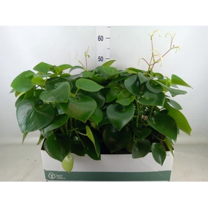 Peperomia polybotrya 'Raindrop'