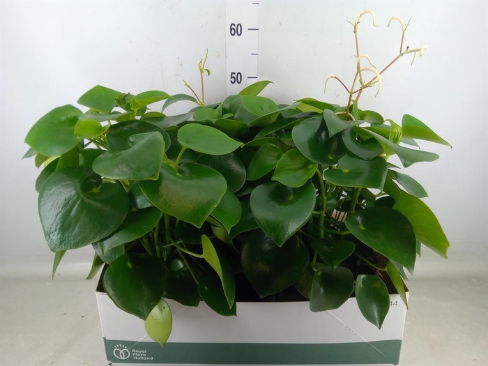 <h4>Peperomia polybotrya 'Raindrop'</h4>