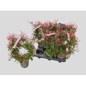 JASM POLYANTHUM RZ