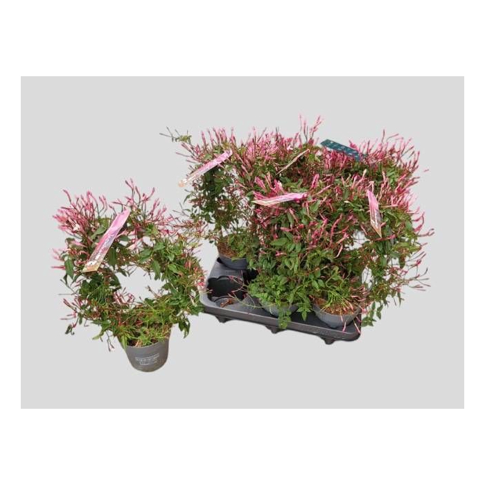 <h4>JASM POLYANTHUM RZ</h4>