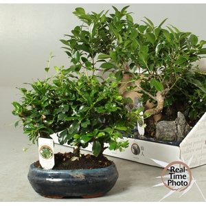BONSAI GEM