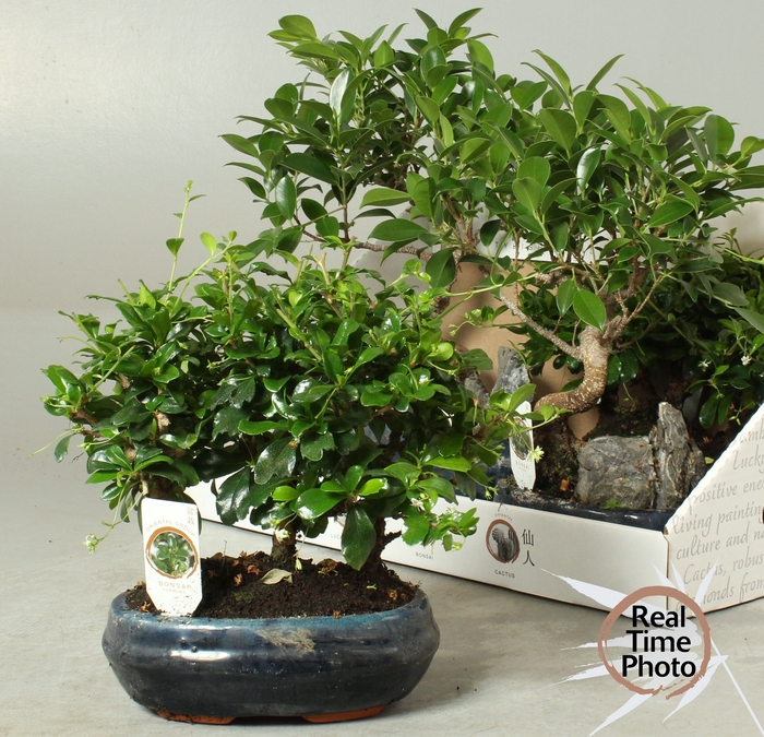 <h4>BONSAI GEM</h4>