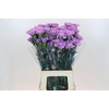Dianthus St Florigene Moonaqua