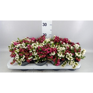 Gaultheria