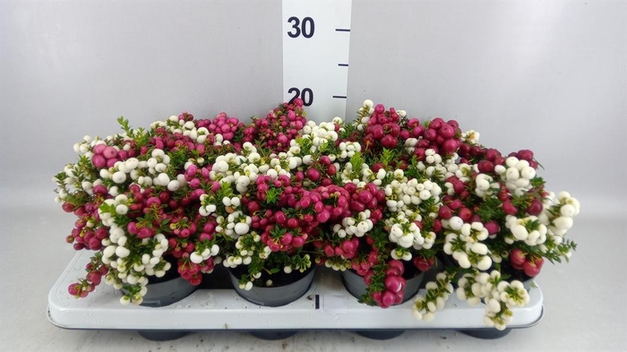 <h4>Gaultheria</h4>