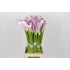 Zantedeschia Eydolls Purple White