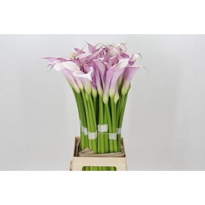 Zantedeschia Eydolls Purple White