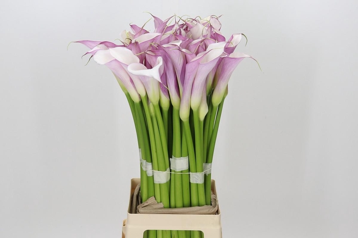 Zantedeschia Eydolls Purple White