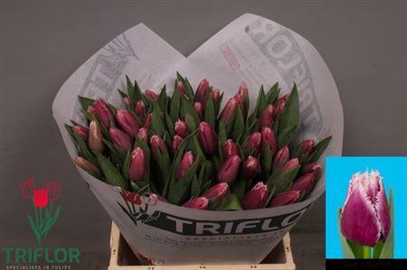 <h4>Tu Fr San Martin</h4>