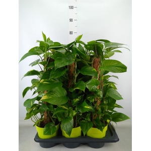 Epipremnum pinn.   ...moss stick