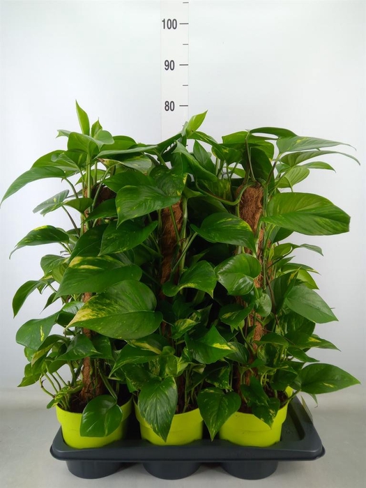 <h4>Epipremnum pinn.   ...moss stick</h4>