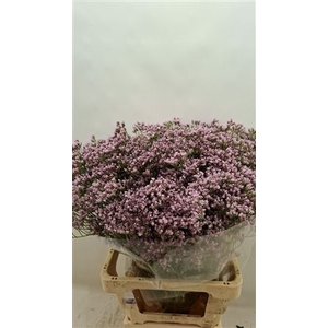 LIM FLORIDA PINK 70/50GR