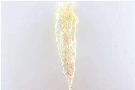 <h4>Pres Ruscus Gigante Bleached Bunch</h4>