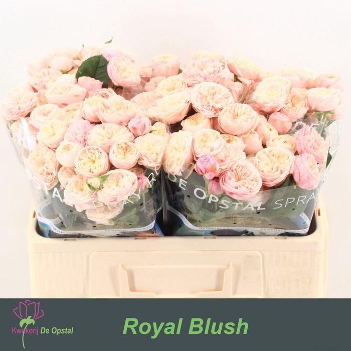 <h4>R Tr Royal Blush</h4>